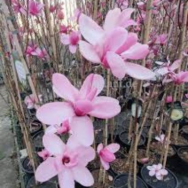 images (2)6